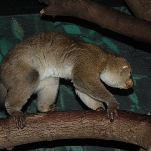 potto (Perodicticus potto)
