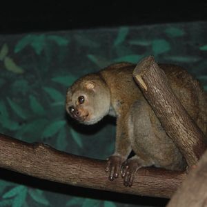 potto (Perodicticus potto)