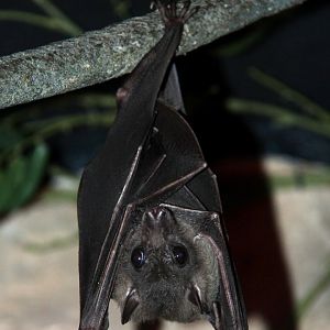 Ruwenzori Long-Haired Fruit Bat (Rousettus lanosus)