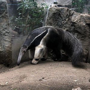 giant anteater (Myrmecophaga tridactyla)