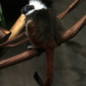 cotton-top tamarin (Saguinus oedipus)