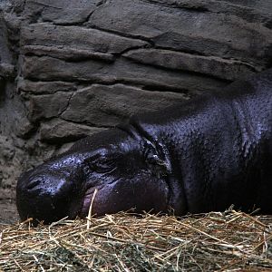 pygmy hippopotamus (Choeropsis liberiensis)