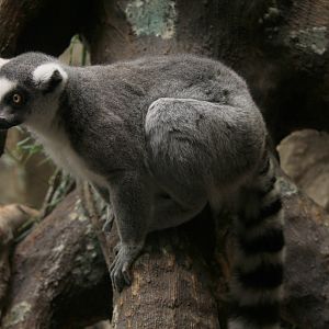 ring-tailed lemur (Lemur catta)