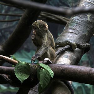 DeBrazza's monkey (Cercopithecus neglectus) young