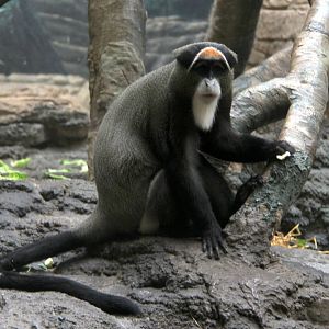 DeBrazza's monkey (Cercopithecus neglectus)