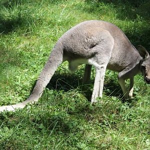 red kangaroo (Osphranter rufus)