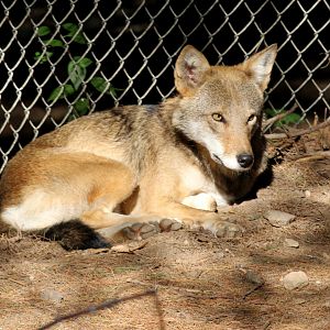 red wolf (Canis rufus)