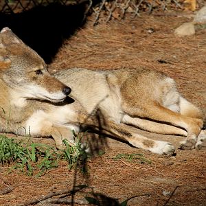red wolf (Canis rufus)