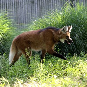 maned wolf (Chrysocyon brachyurus)
