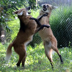 maned wolf (Chrysocyon brachyurus)