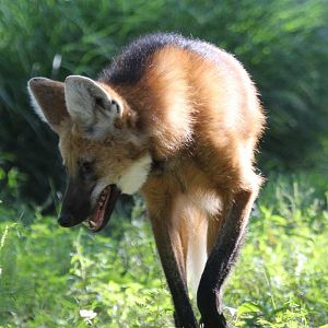 maned wolf (Chrysocyon brachyurus)