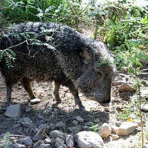 Chacoan peccary or tagua (Catagonus wagneri)