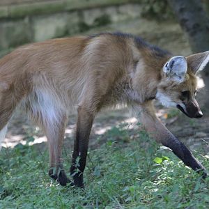 maned wolf (Chrysocyon brachyurus)
