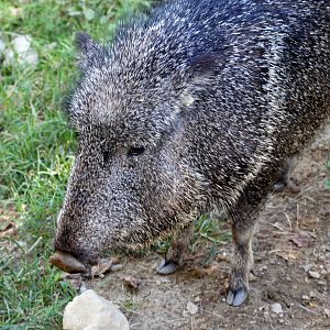 Chacoan peccary or tagua (Catagonus wagneri)