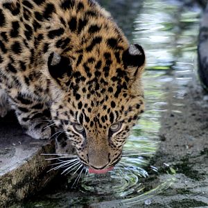 Amur Leopard (Panthera pardus orientalis) cub