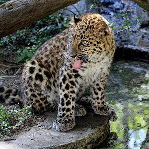 Amur Leopard (Panthera pardus orientalis) cub
