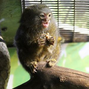 Pygmy Marmoset sp?