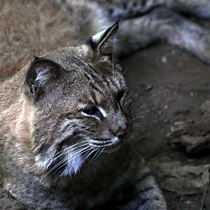 bobcat (Lynx rufus)