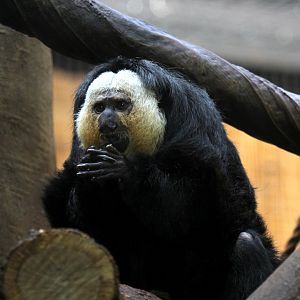 white-faced saki (Pithecia pithecia),