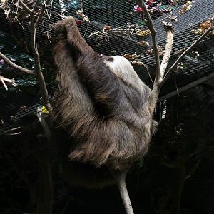 Hoffmann's two-toed sloth (Choloepus hoffmanni)
