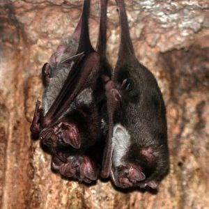 Common Vampire Bat (Desmodus rotundus)