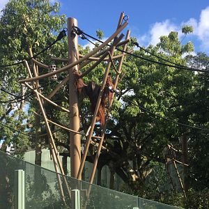 Bornean Orangutan Exhibit
