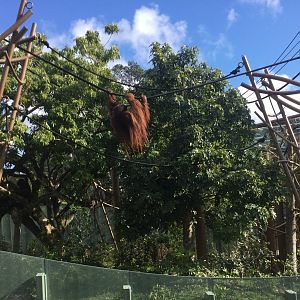 Bornean Orangutan Exhibit