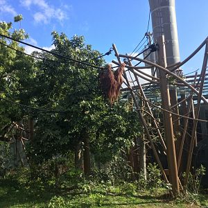 Bornean Orangutan Exhibit