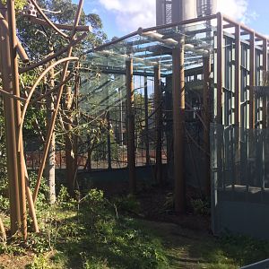 Bornean Orangutan Exhibit