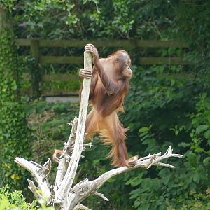 Bornean orangutan, July 2020