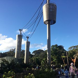 Bornean Orangutan/Siamang Climbing Towers