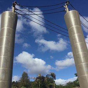 Bornean Orangutan/Siamang Climbing Towers