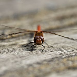 Common darter