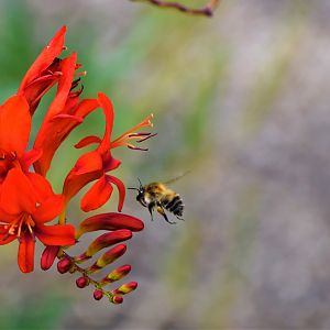 Garden bumblebee? ID?