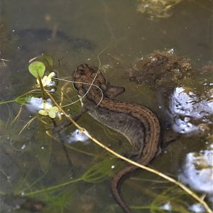 Smooth newt