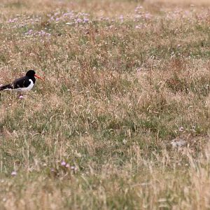 Oystercatcher at Morups Tånge