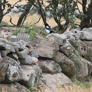 Magpie