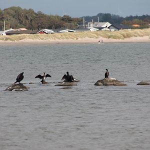 Great Cormorants