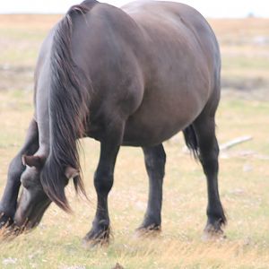Horse At Morups Tånge.