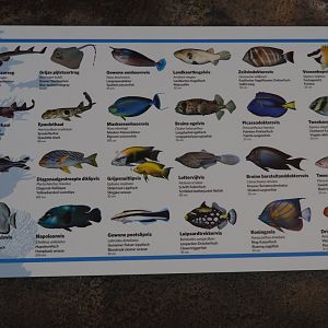 New Fish Signage For The Lagune Tank