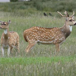 Axis Deer