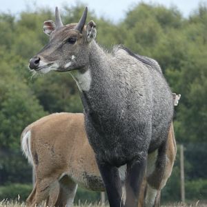 Nilgai