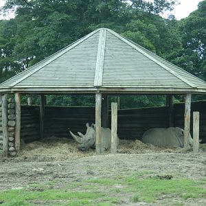 Southern White Rhinos under shelter