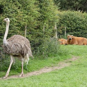 Ostrich and Congo Buffalo