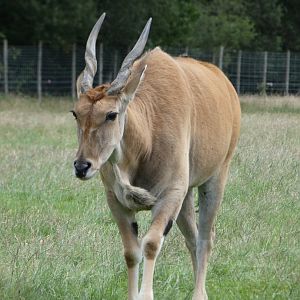 Common Eland
