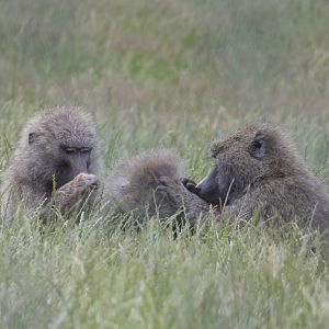 Olive Baboons grooming