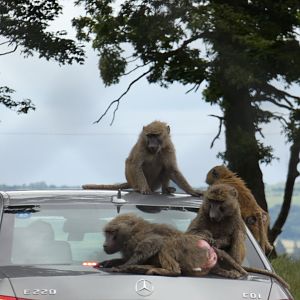 Baboons on top of visitors car