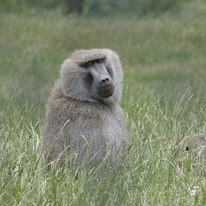 Olive Baboon
