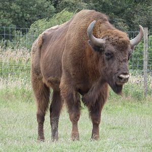 European Lowland Bison