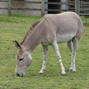 Somali Wild Ass